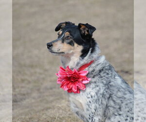 Squirrel - Female Mutt Dog for Adoption - Photo #12