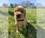 Small Photo #4 Golden Retriever Puppy For Sale in CROSSVILLE, TN, USA