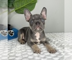 Small #5 French Bulldog