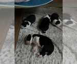 Small #19 Border-Aussie