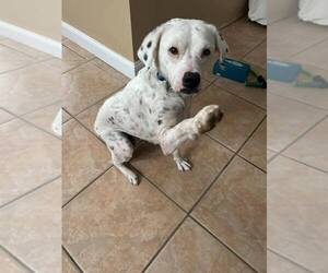 Lillian (GA) - Female Labrador Retriever-Unknown Mix Dog for Adoption - Photo #6