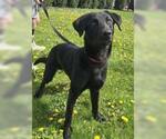 Small #1 Labrador Retriever Mix