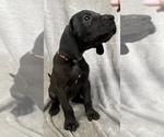 Small Photo #1 Great Dane Puppy For Sale in ALBUQUERQUE, NM, USA