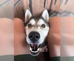 Small #3 Siberian Husky Mix