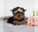 Small #2 Yorkshire Terrier