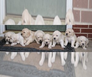 English Cream Golden Retriever Puppy for sale in PARTRIDGE, KS, USA