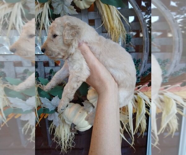Medium Photo #18 Goldendoodle Puppy For Sale in ZEBULON, NC, USA
