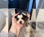 Small #2 Shih Tzu