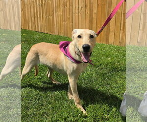 Labrador Retriever-Unknown Mix Dogs for adoption in Germantown, OH, USA