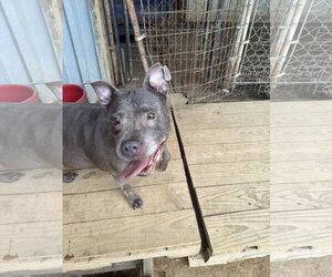 American Bulldog Dogs for adoption in Jackson, MS, USA