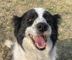 Border Collie Dogs for adoption in San Ramon, CA, USA