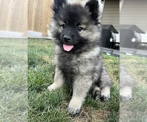 Keeshond Litter for sale in VANCOUVER, WA, USA