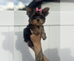 Medium Yorkshire Terrier