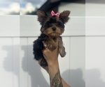 Small Yorkshire Terrier