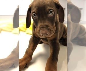Doberman Pinscher Puppy for sale in HOLLAND, OH, USA