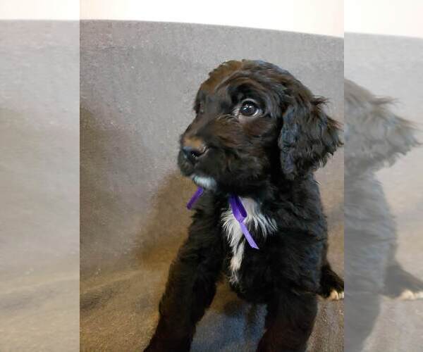Medium Photo #1 Bernedoodle Puppy For Sale in GRANTSVILLE, UT, USA