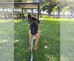 Small #1 Mutt