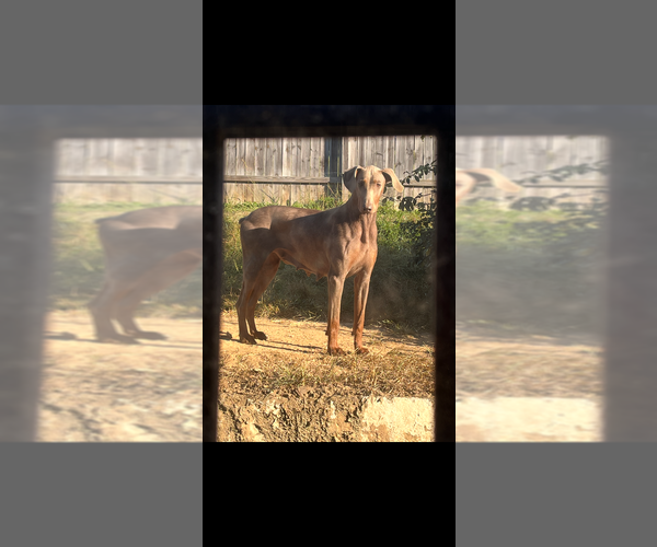 Medium Photo #1 Doberman Pinscher Puppy For Sale in CAMPTON, KY, USA