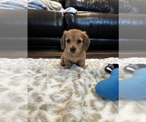 Dachshund Puppy for sale in GUTHRIE, KY, USA