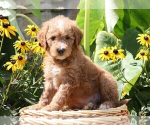 Goldendoodle-Poodle (Miniature) Mix Puppy for sale in FREDERICKSBG, OH, USA