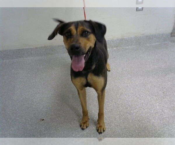 Medium Photo #1 Black and Tan Coonhound-Unknown Mix Puppy For Sale in Pasadena, TX, USA