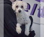 Small #2 Bichon Frise Mix