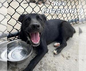 Labrador Retriever-Unknown Mix Dogs for adoption in Tulsa, OK, USA