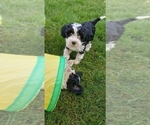 Small Photo #10 Cavapoo Puppy For Sale in LEBANON, OR, USA