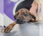 Small #4 Catahoula Leopard Dog-Labrador Retriever Mix