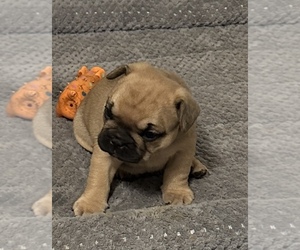 French Bulldog Puppy for Sale in MARSHALL, Missouri USA