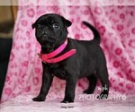 Small Photo #2 Jug-Pug Mix Puppy For Sale in LIBERTY, KY, USA
