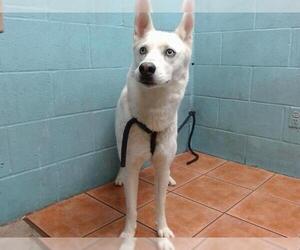 Siberian Husky Dogs for adoption in Downey, CA, USA