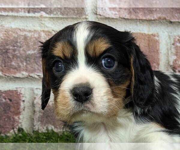 Medium Photo #6 Cavalier King Charles Spaniel Puppy For Sale in MOBERLY, MO, USA