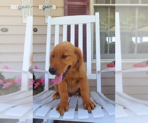 Golden Retriever Puppy for sale in PLYMOUTH, IN, USA