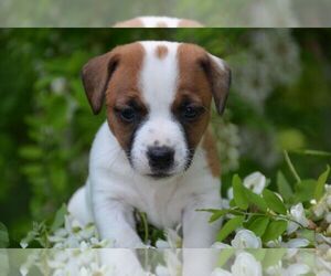 Jack Russell Terrier Puppy for sale in ORRVILLE, OH, USA