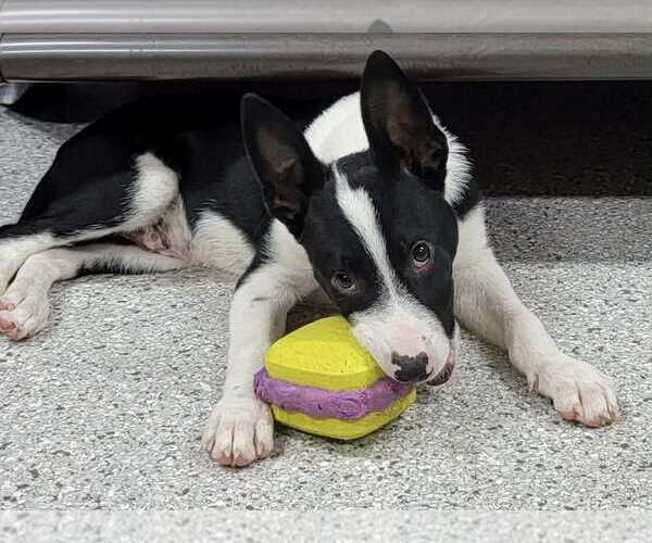 Medium Photo #9 Border Collie Puppy For Sale in Highland, IL, USA