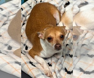 Chihuahua Dogs for adoption in Rustburg, VA, USA