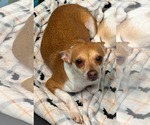 Small Chihuahua