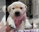 Small Photo #12 Labrador Retriever Puppy For Sale in OLYMPIA, WA, USA