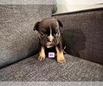 Small #2 French Bulldog