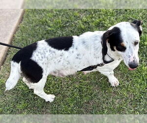 Basset Hound-Unknown Mix Dogs for adoption in Deepwater, NJ, USA