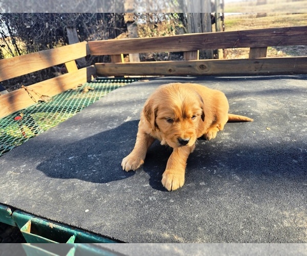 Medium Photo #2 Golden Retriever Puppy For Sale in LEON, KS, USA