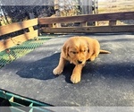 Small #1 Golden Retriever