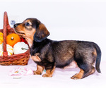Small Photo #8 Dachshund Puppy For Sale in WAKARUSA, IN, USA