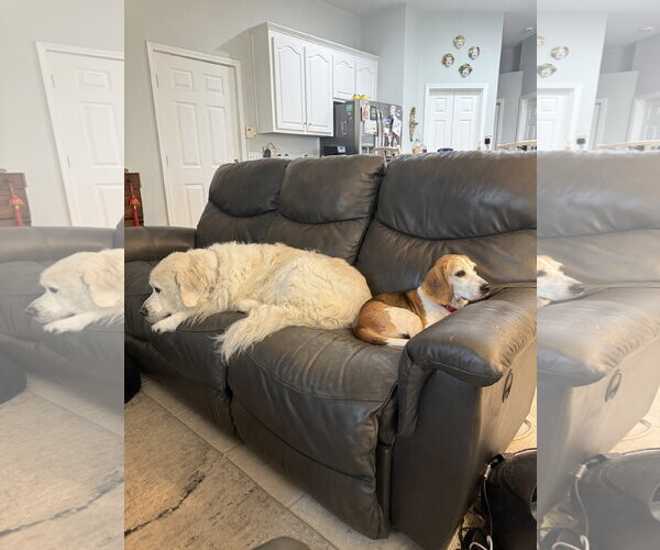 Medium Photo #10 Beagle Puppy For Sale in Dunnellon, FL, USA