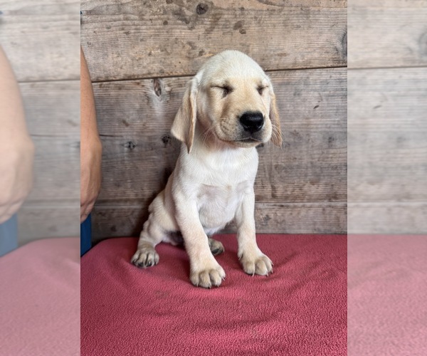 Medium Photo #9 Labrador Retriever Puppy For Sale in VERMONTVILLE, MI, USA