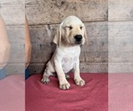Small #8 Labrador Retriever