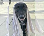 Small #12 Great Dane-Labrador Retriever Mix