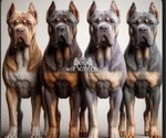 Puppy Tricolor Result Cane Corso