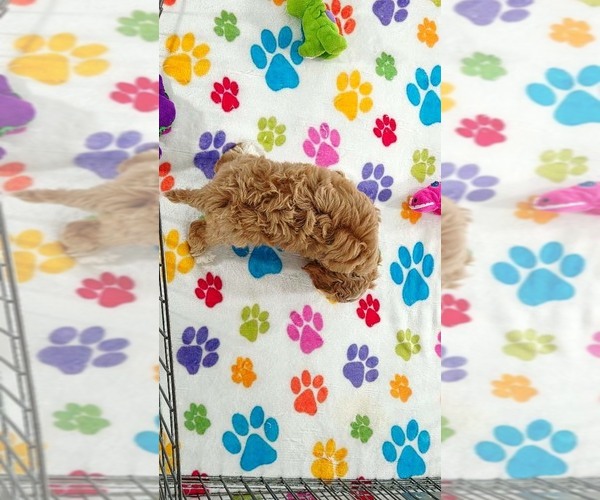 Medium Photo #10 Cavapoo (Miniature)-Poodle (Toy) Mix Puppy For Sale in ORO VALLEY, AZ, USA